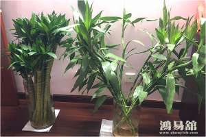 b型血女人的性格特点 B型血女生性格解析