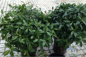 b型血女人的性格特点 B型血女生性格解析