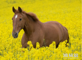 b型血女人的性格特点 B型血女生性格解析